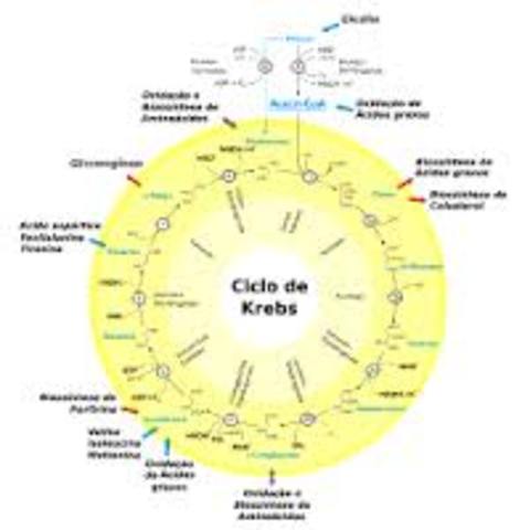 El ciclo de Krebs
