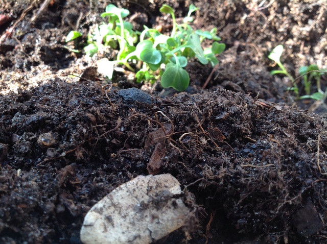 The Transfer Of Abbie's Mustards