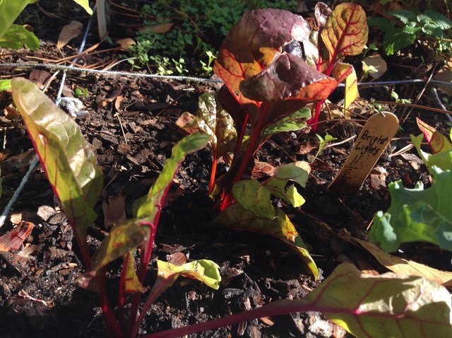 The Next Time We Came