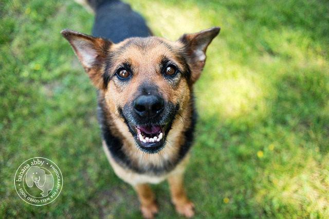 I got a German Shepard.