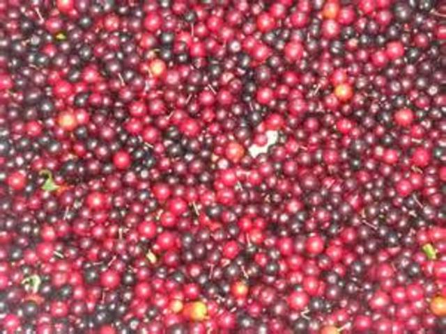 Lewis is helped by the chole cherry tree.