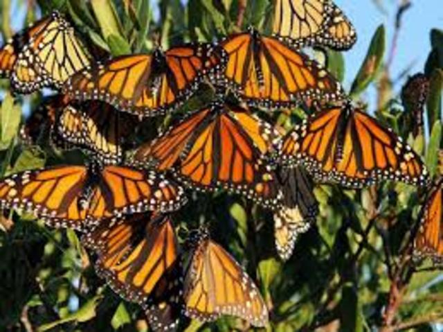 Monarch butterflies spending the winter months in Mexico and southern California