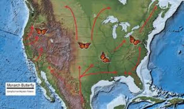 Adult Monarchs migrate North to mate