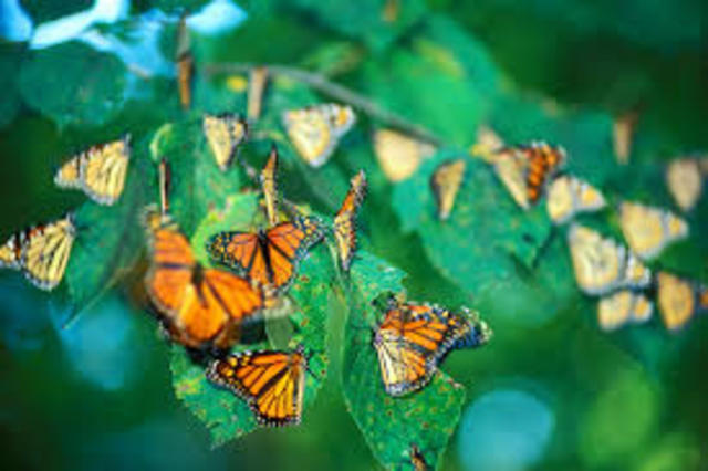 Monarch butterflies lay their eggs