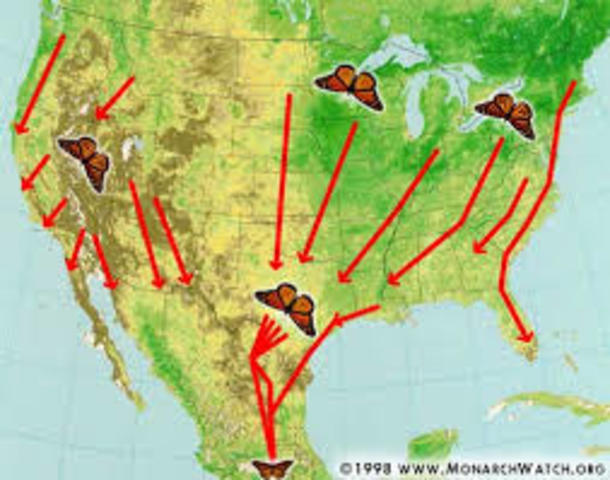 Monarchs plan to start fall migration from the North to the South