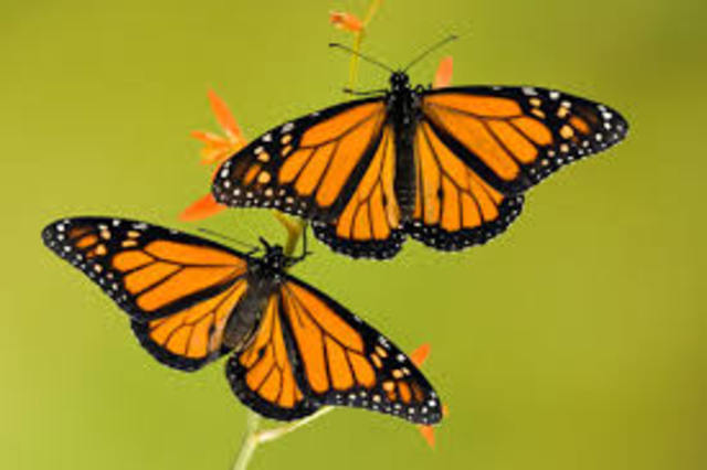 Swarms of migrating Monarchs