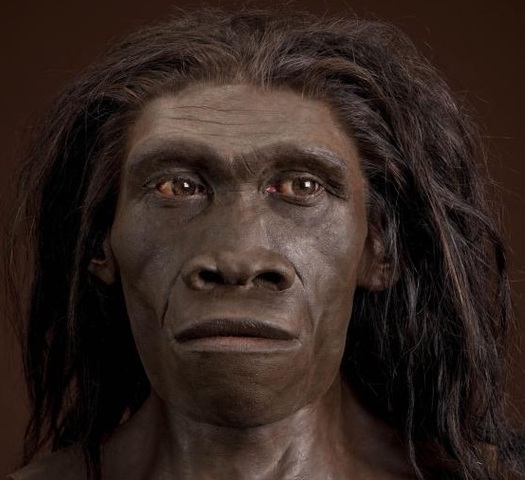 Homo Erectus