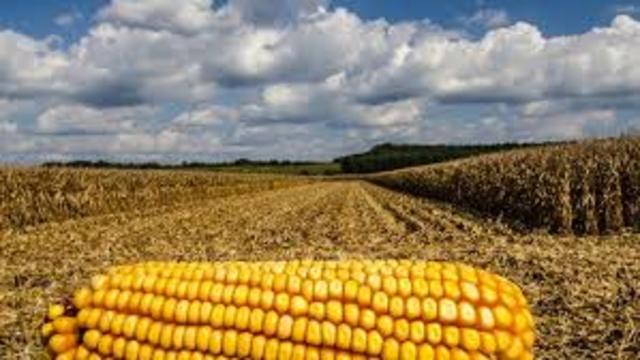 International "Corn Show"