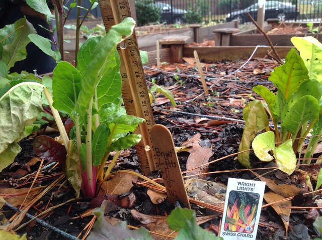 Fact Five About My Swiss Chard