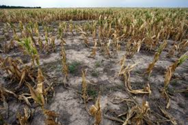 harvest lead to food dhortages