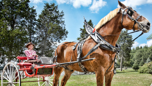 worlds tallest horse