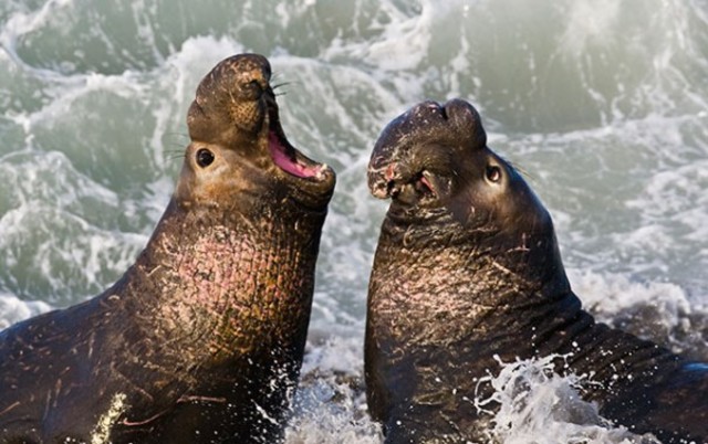 Lapíz conoció una chica muy bonita a su escuela y fue amor a primera vista.	El nombre de la chica estuvo Pluma