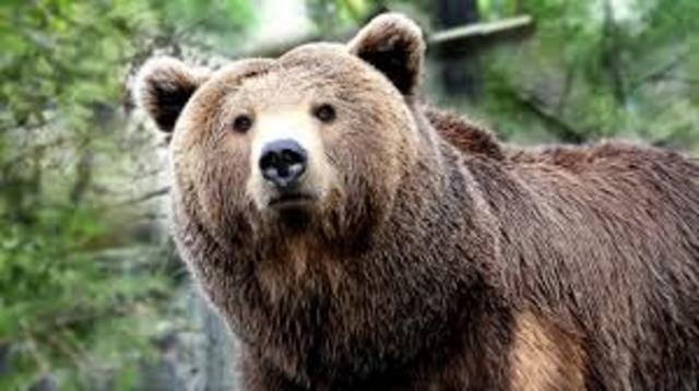 Grizzlies of the West