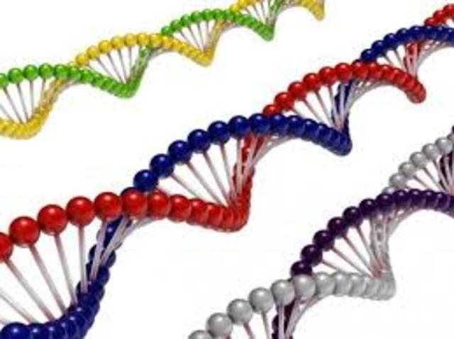 F.H.C.Crick, J.D. Watson y W.Wilkins propusieron el modelo estructural del DNA