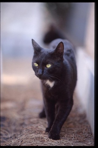 Another black cat