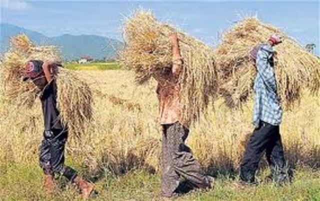 Bad harvests lead to food shortages