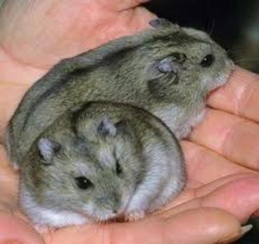 Hamsters