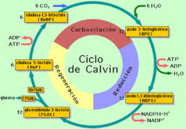 Ciclo de Calvin