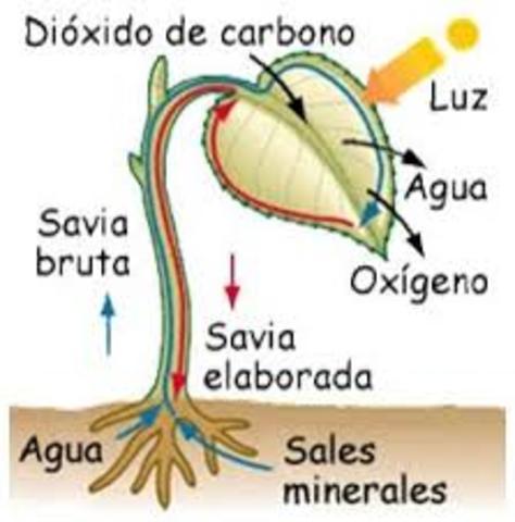 Investigacion de la alimentacion de las plantas