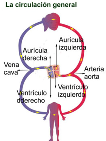 LA CIRCULACION DE LA SANGRE