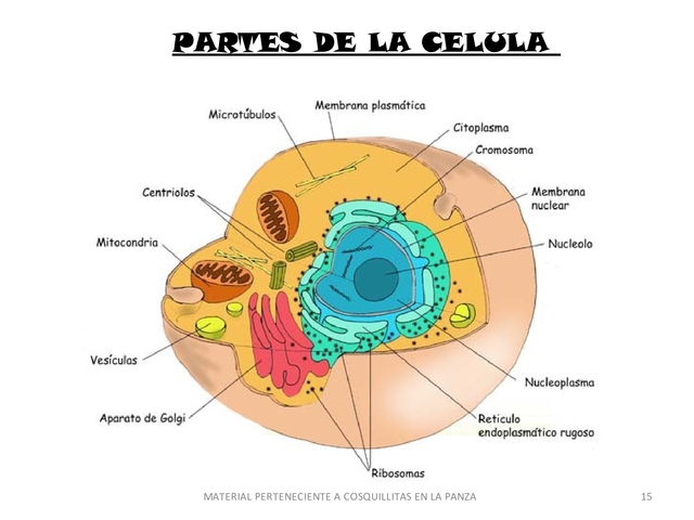 LA CELULA