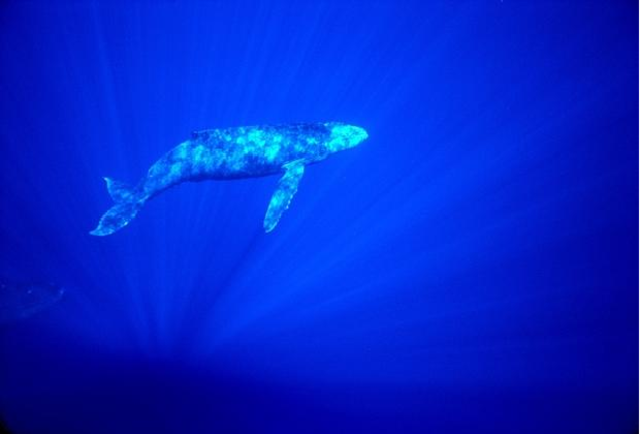 I go on the lonely cruise