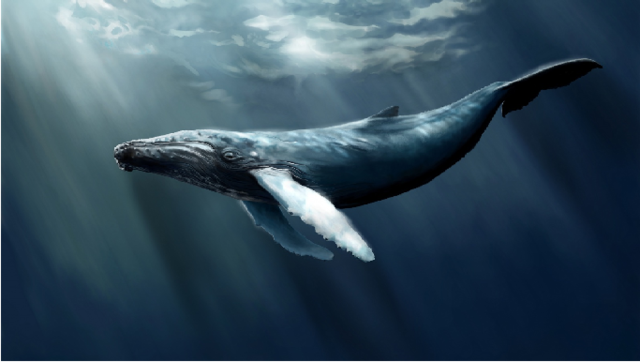 On the lonely cruise and meet seals