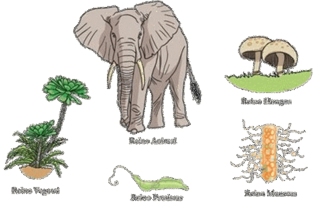 CLASIFICACION DE LOS SERES VIVOS EN 5 REINOS