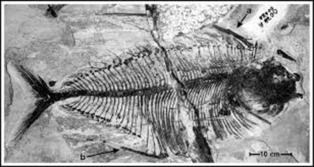 Paleontologia