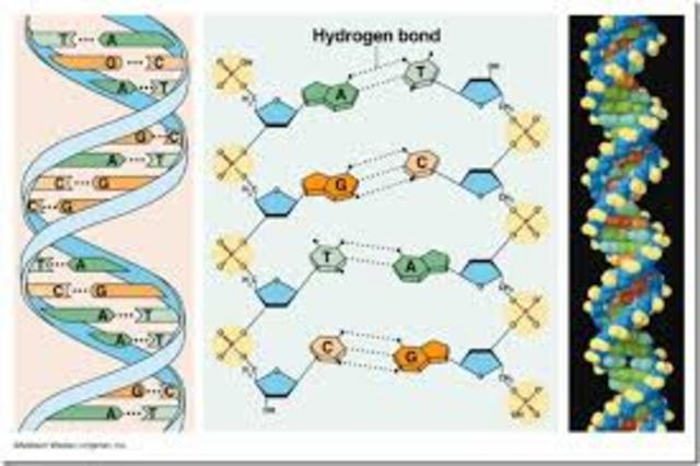 Estructura de doble helice del ADN