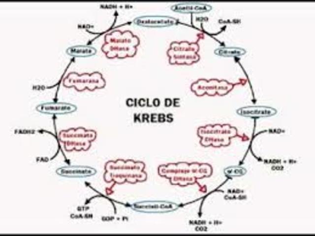 El ciclo de Krebs