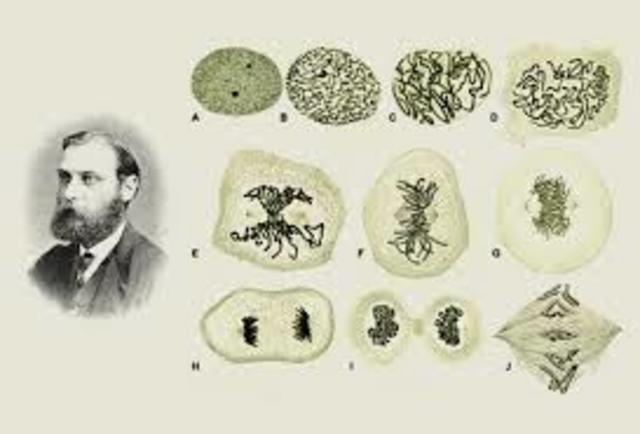 CONOCIMIENTO DE LA MITOSIS