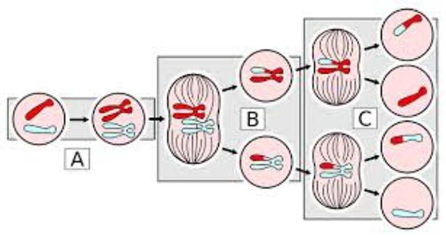 DESCUBRIMIENTO DE LA MEIOSIS