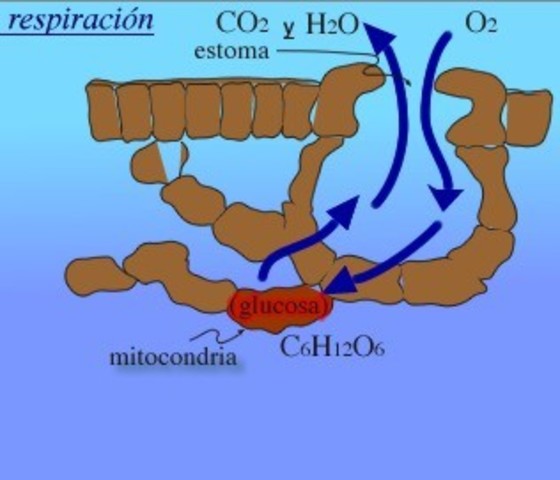 LA RESPIRACIÓN COMO VARIEDAD DE COMBUSTION