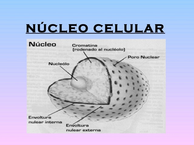 NUCLEO CELULAR