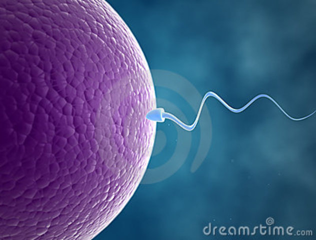 Esperma y Huevo