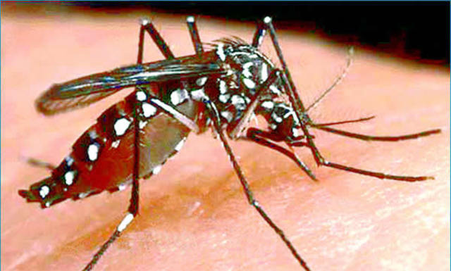 La malaria