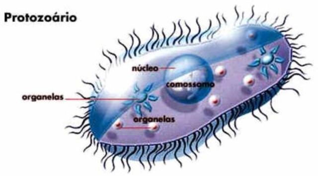 protozoarios