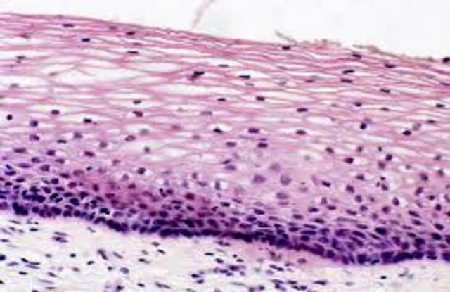 "Todos  los tejidos orgánicos son células globulosas"