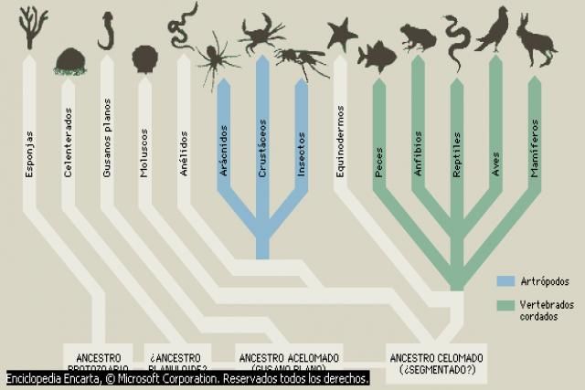 CLASIFICACION DE ESPECIES