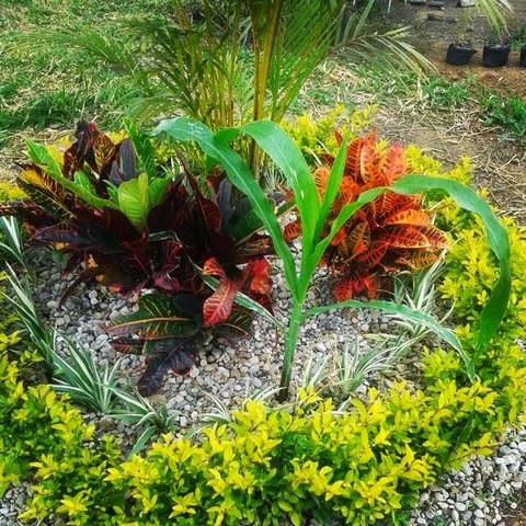 Plantas transgeneristas