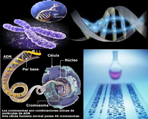 LOS CROMOSOMAS