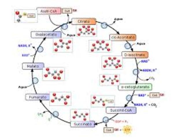El Ciclo de Krebs