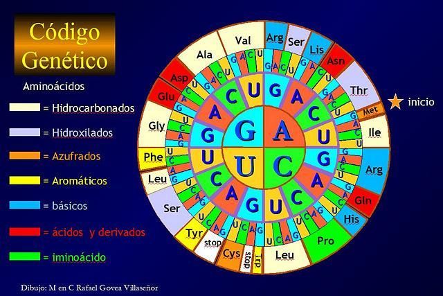 CODIGO GENETICO