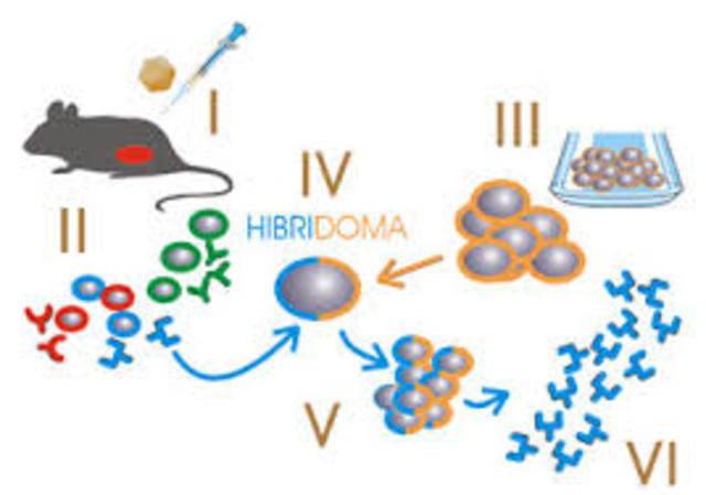 Anticuerpo monoclonal