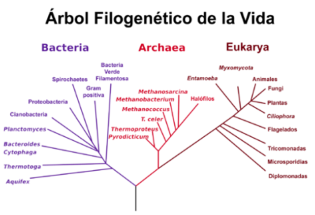 Sistema de los tres dominios