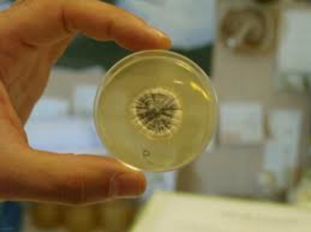 Penicillium Notatum