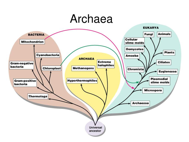 archea