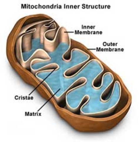 mitocondrias