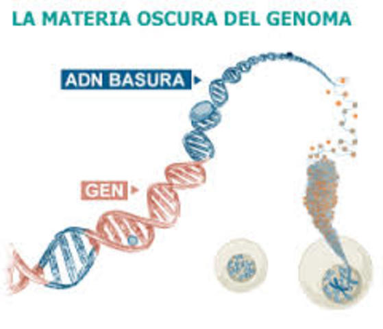 El ‘ADN basura’ no es un desecho